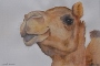 Camel - Click for larger image