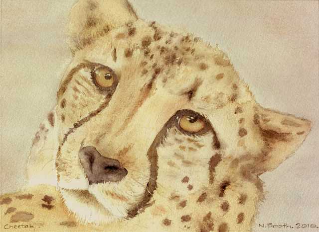 Cheetah, painted 2010