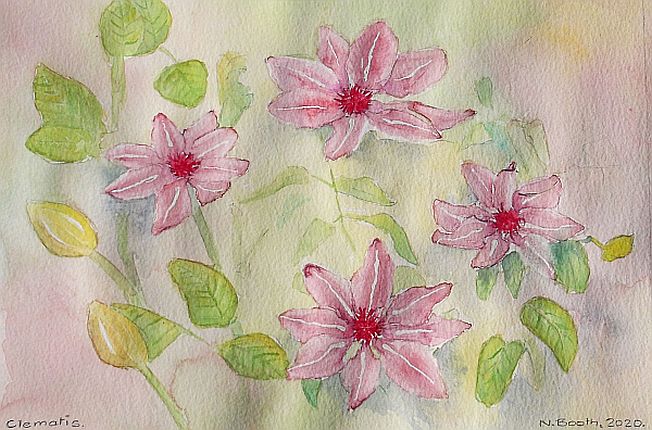 Clematis, painted 2020