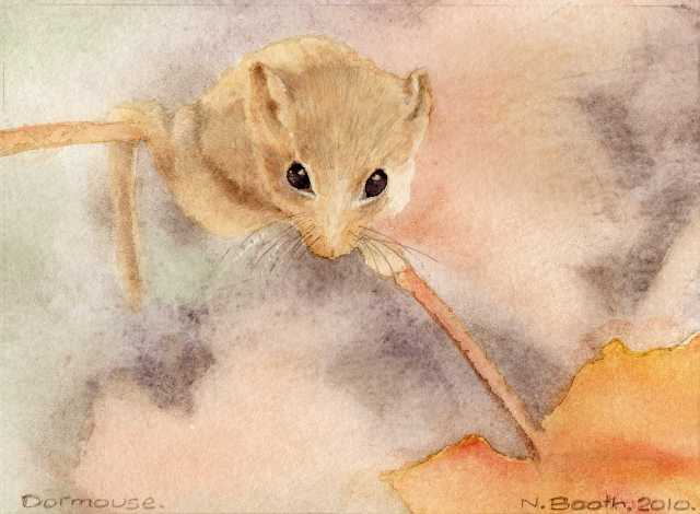 Dormouse, painted 2010