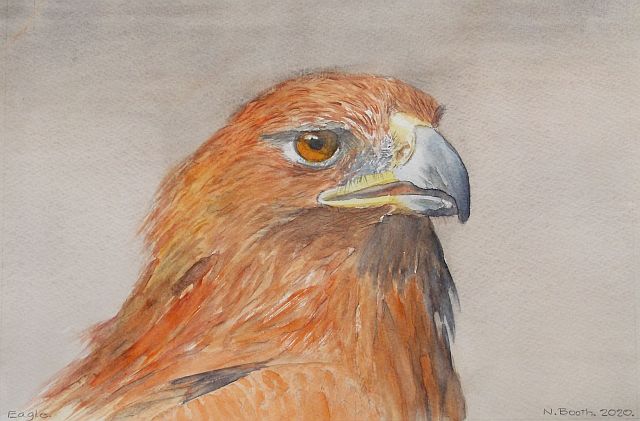 Eagle, painted 2020