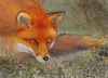Red Fox - Click for larger image