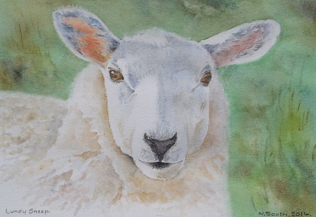 Lundy Sheep, painted 2014