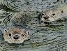 Otters - Click for larger image