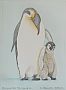 Emperor Penguins - Click for larger image