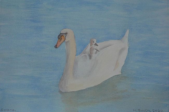Swans, painted 2020