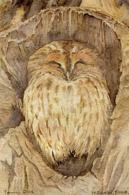 Tawny Owl, painted 2008
