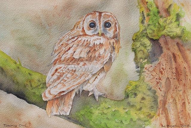 Tawny Owl, painted 2018