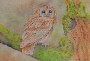 Tawny Owl - Click for larger image