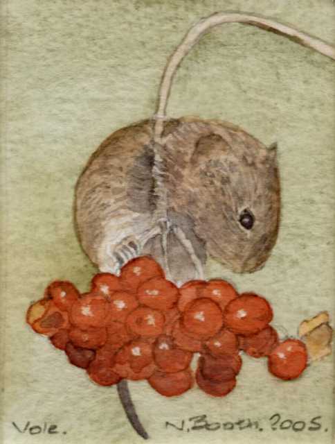 Vole, painted 2005
